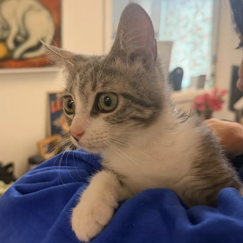 Fancy Pants thumbnail 5