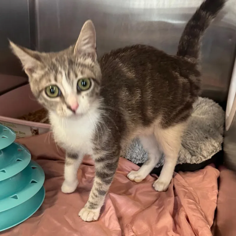 Fancy Pants thumbnail 6