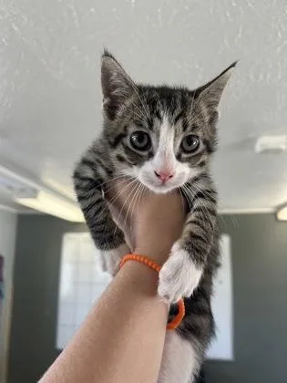 A baby small-sized male Domestic Short Hair cat named Vaughan for adoption in West Memphis, AR