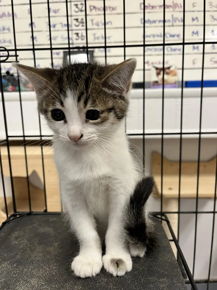 A young medium-sized male Domestic Short Hair cat named Roni for adoption in Ontario, CA
