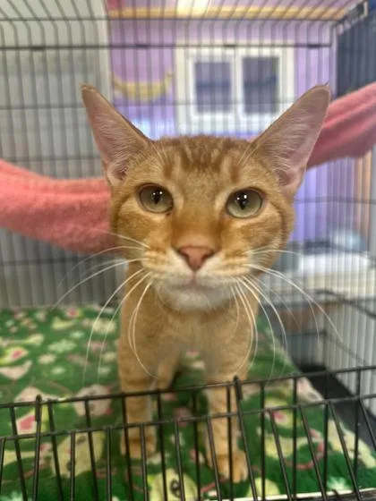 A young small-sized male Domestic Short Hair cat named Deku for adoption in Baton Rouge, LA