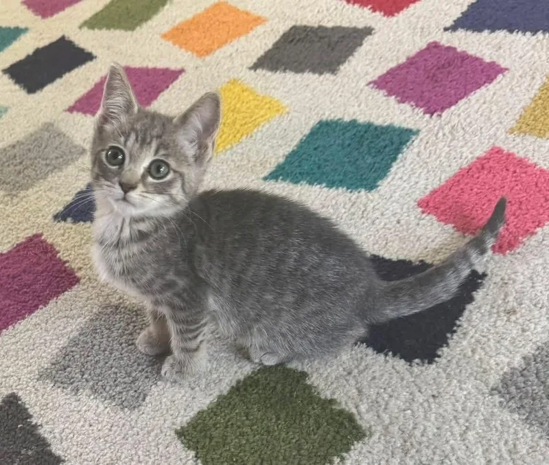 A baby medium-sized female Tabby (Gray / Blue / Silver) Domestic Short Hair cat named Sevyn for adoption in Saginaw, MI
