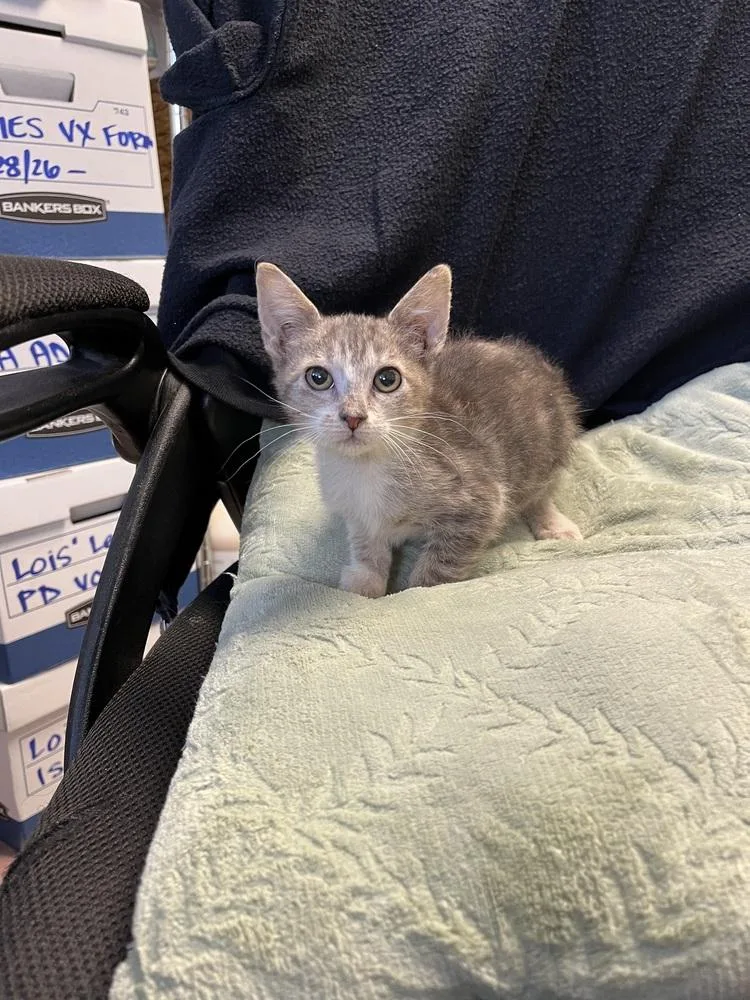 A young small-sized female Gray & White Domestic Short Hair cat named Lydia for adoption in Ontario, CA