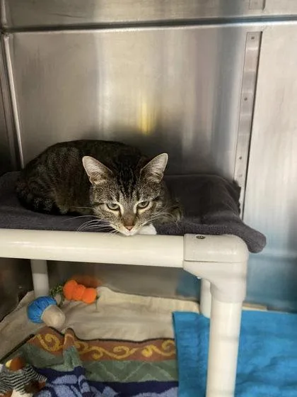 A young medium-sized female Domestic Short Hair cat named Bitsy for adoption in Hobart, IN