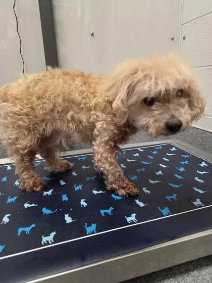 A senior small-sized male Poodle dog named Gertie for adoption in Sevierville, TN