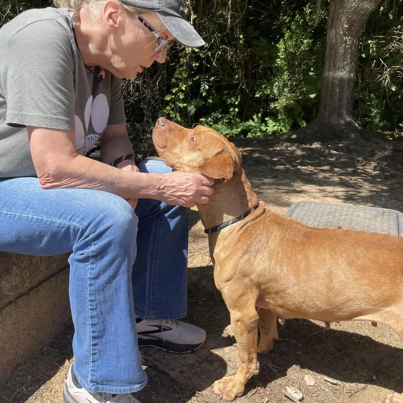 An adult medium-sized female Brown / Chocolate Mixed Breed dog named Denver for adoption in Glenfield, NY