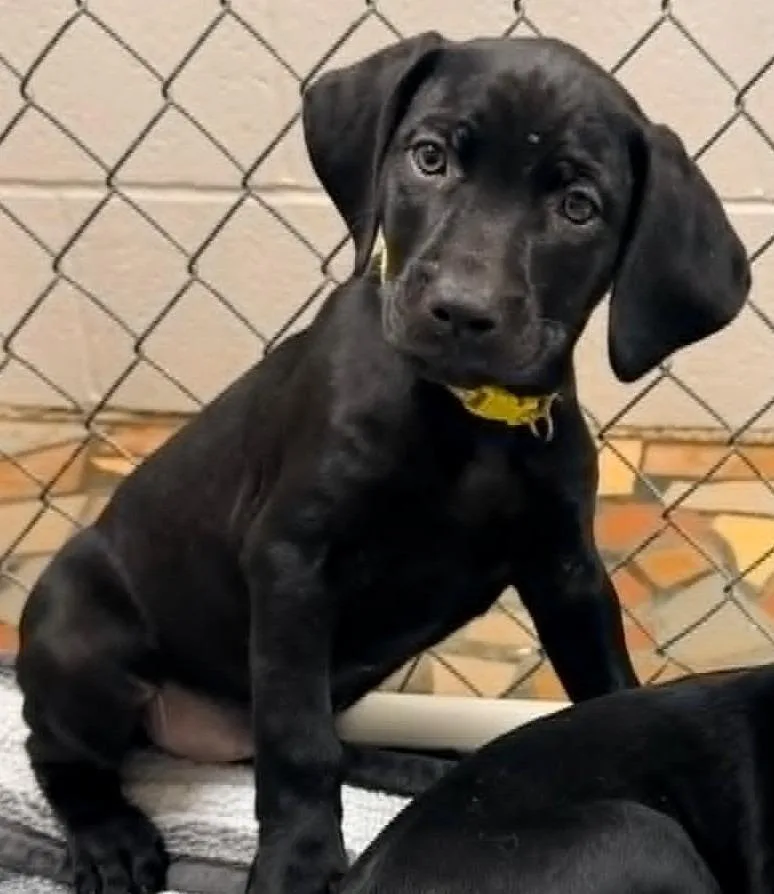 Nova