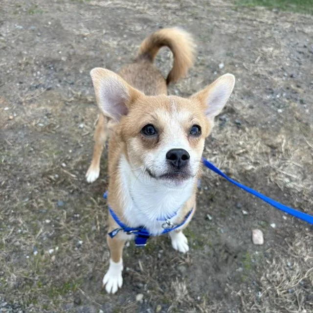 A young small-sized male Chihuahua dog named Koby for adoption in Boston, MA