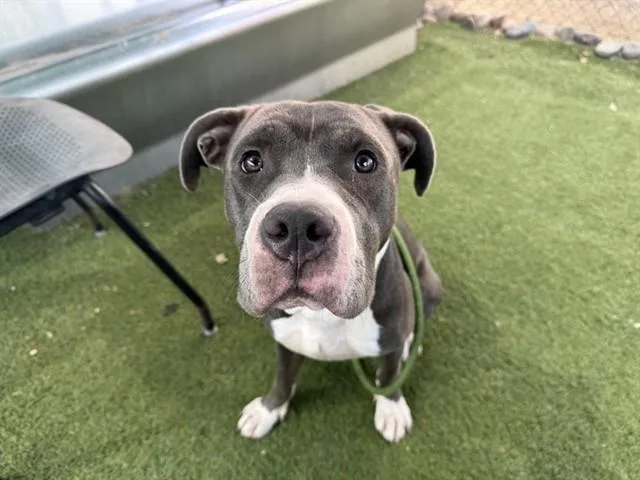 A young large-sized male Pit Bull Terrier dog named Finnigan for adoption in Phoenix, AZ