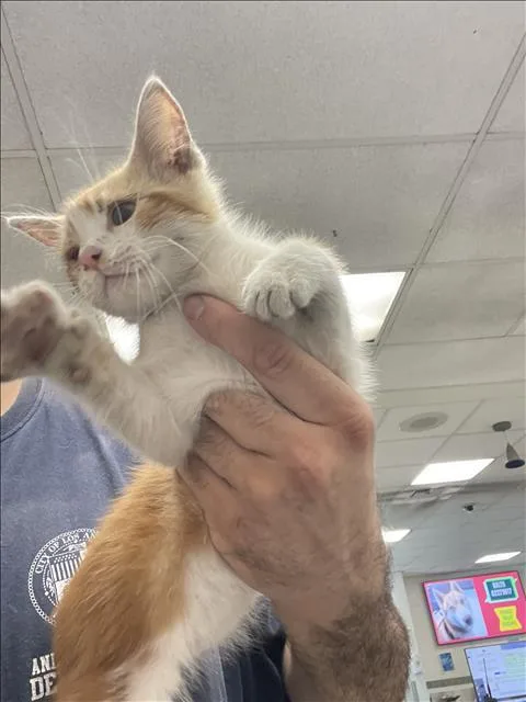 A baby small-sized male Domestic Short Hair cat named Fanta for adoption in Van Nuys, CA