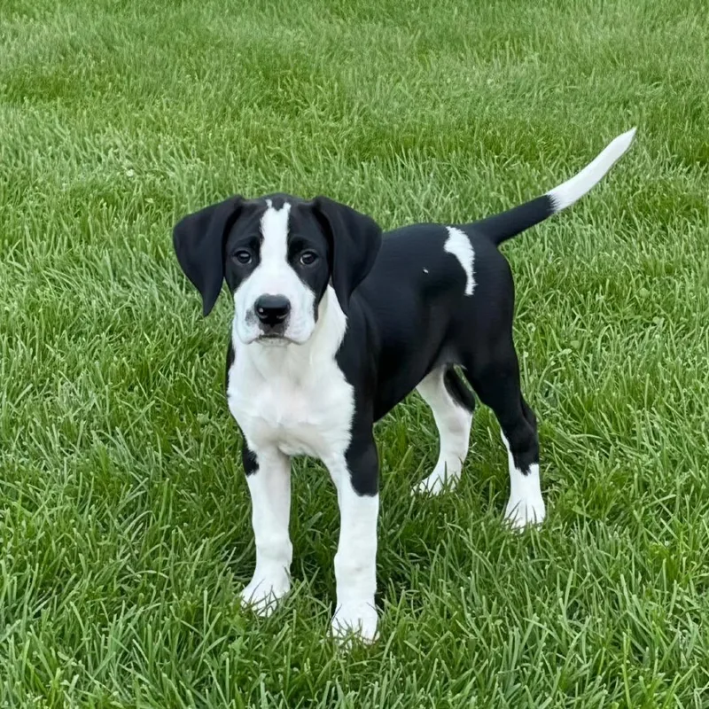 A baby medium-sized male Black Mixed Breed dog named Heihei for adoption in Huntsville, AL