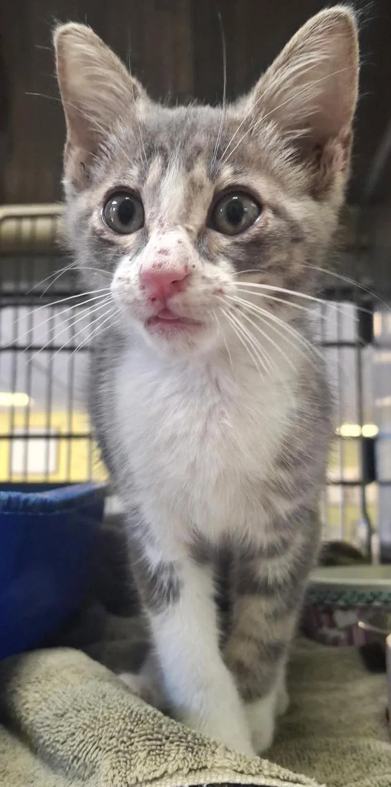 A baby small-sized male Domestic Short Hair cat named Colby for adoption in Rockwall, TX