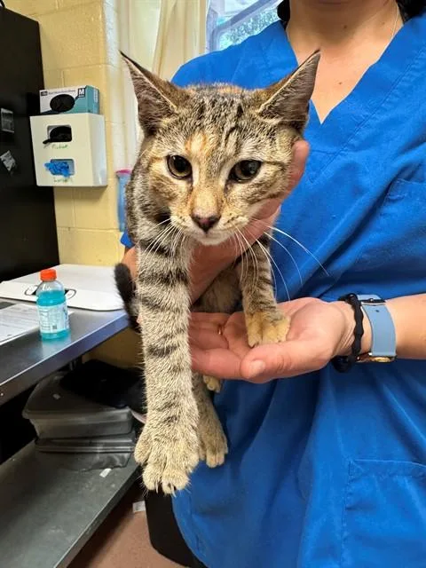 A young medium-sized female Domestic Short Hair cat named Kermie for adoption in Cookeville, TN