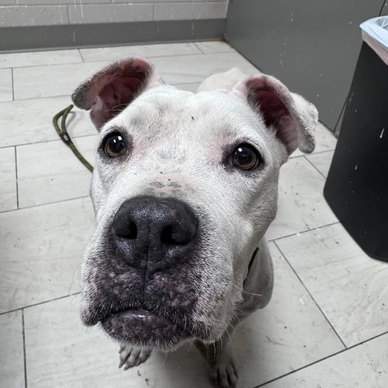 An adult medium-sized female White / Cream Pit Bull Terrier dog named Ivy for adoption in Lufkin, TX