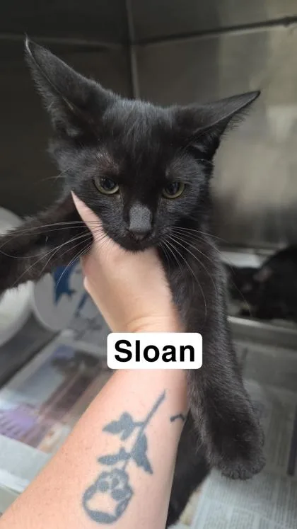 A baby small-sized female Domestic Short Hair cat named Sloan for adoption in Largo, FL