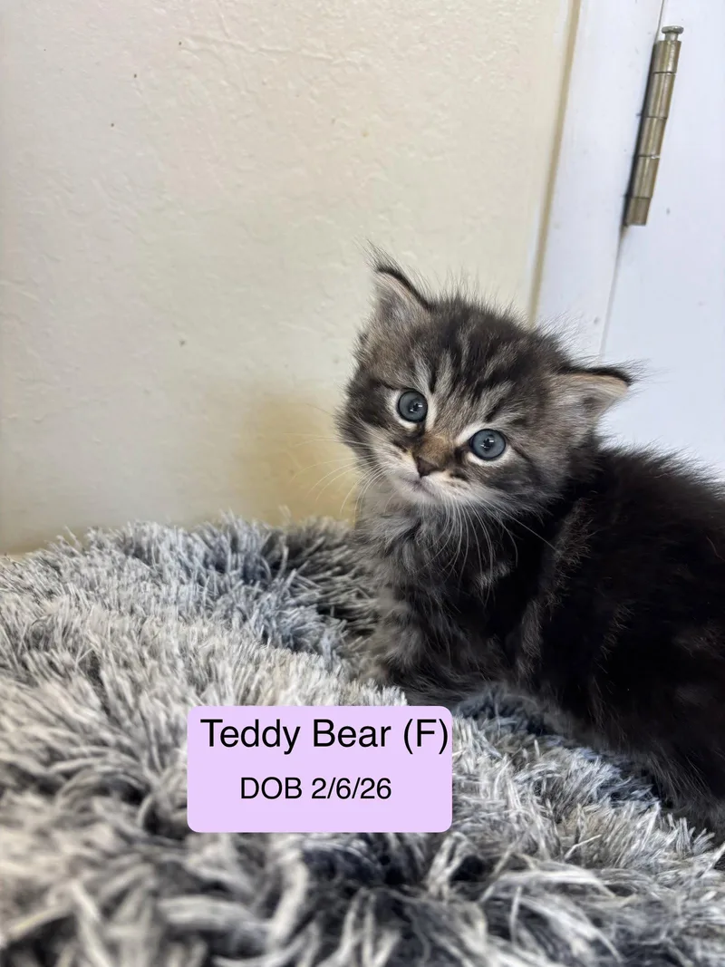 A baby medium-sized female Tabby cat named Teddy Bear for adoption in Vacaville, CA