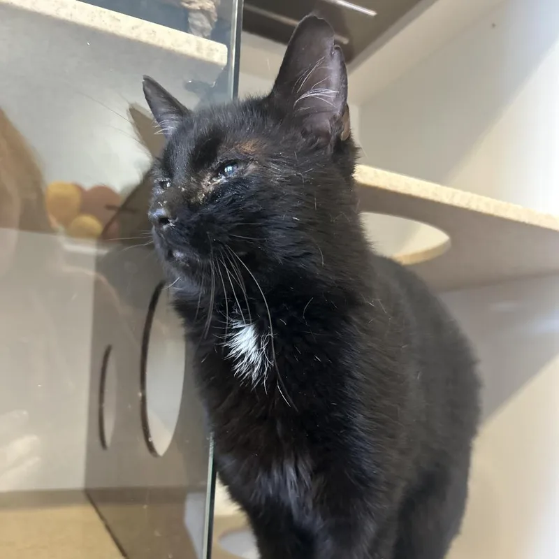 An adult medium-sized male Domestic Short Hair cat named Rock for adoption in Park City, UT