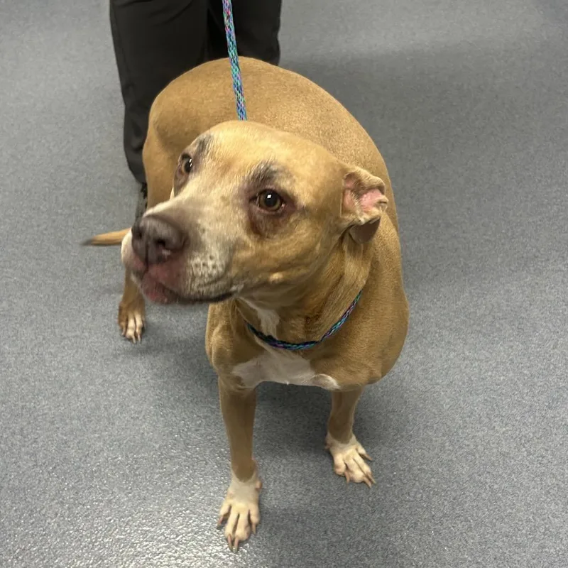 A senior large-sized female Brown / Chocolate Pit Bull Terrier dog named Sadie bug for adoption in St Joseph, MO