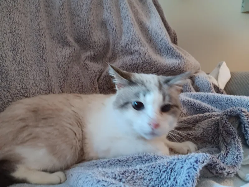 A young medium-sized male Buff / Tan / Fawn Siamese cat named Pickles for adoption in North East, MD