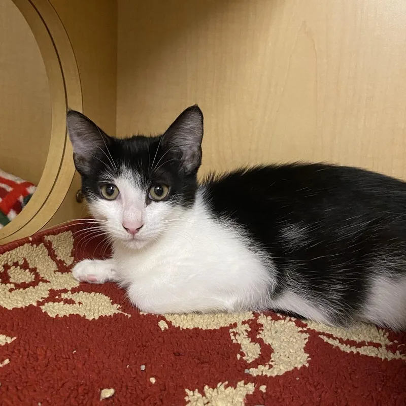 A baby small-sized female Black Domestic Short Hair cat named Diamond for adoption in Washington Township, OH