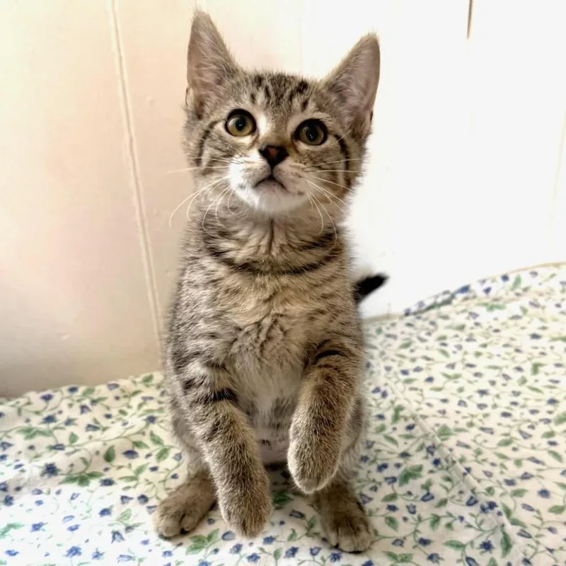 A baby medium-sized female Tabby (Brown / Chocolate) Domestic Short Hair cat named Solaria for adoption in Greensburg, PA