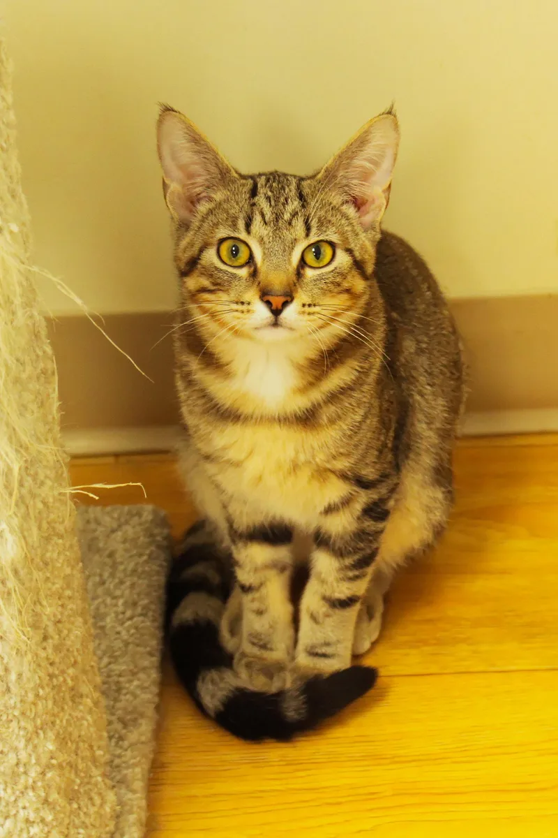 Angus thumbnail 3