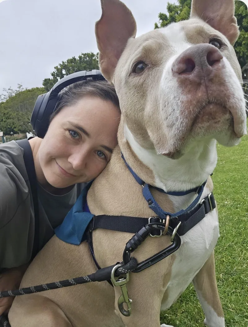 An adult large-sized male Apricot / Beige Pit Bull Terrier dog named Canelo for adoption in Carlsbad, CA