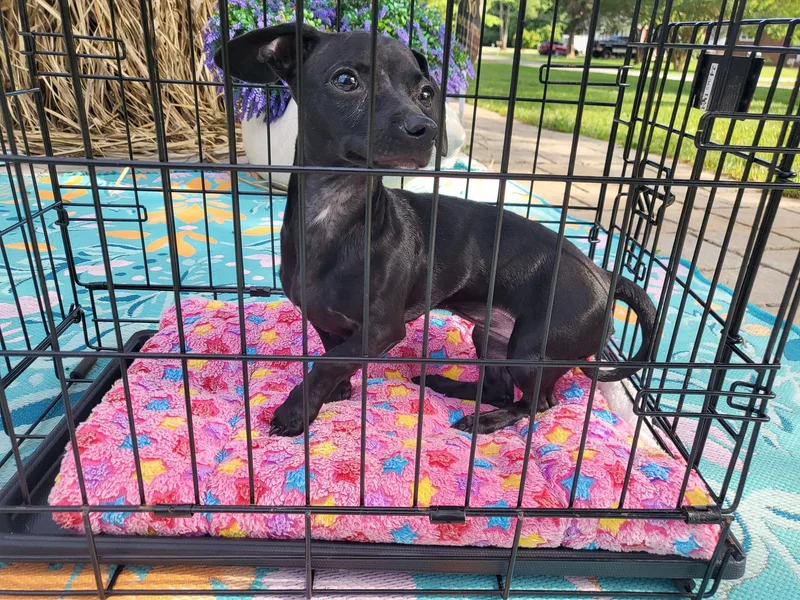 A young small-sized female Black Chiweenie dog named Onyx for adoption in Salisbury, NC