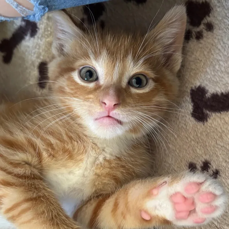 A baby small-sized male Orange / Red Domestic Short Hair cat named Tomato for adoption in Sunnyvale, CA