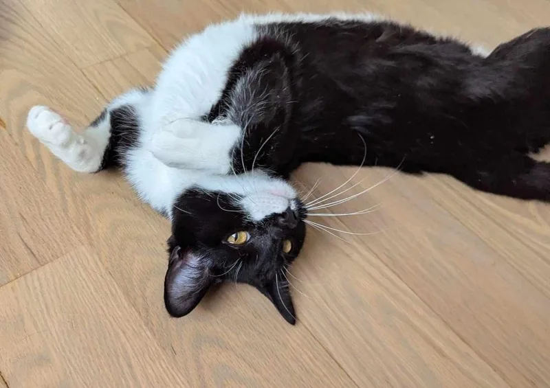 A baby small-sized female Domestic Short Hair cat named Sam for adoption in Homer Glen, IL