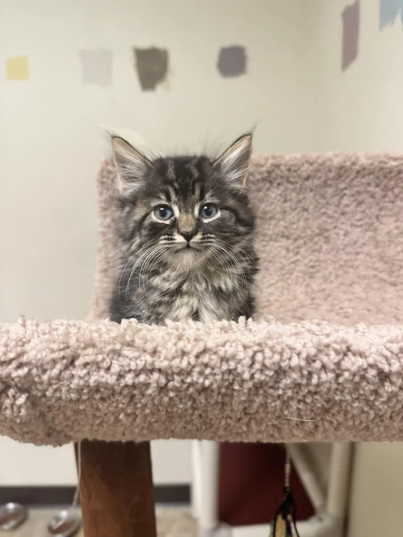 A baby medium-sized male Tabby (Brown / Chocolate) Domestic Long Hair cat named Mochi for adoption in Dodgeville, WI