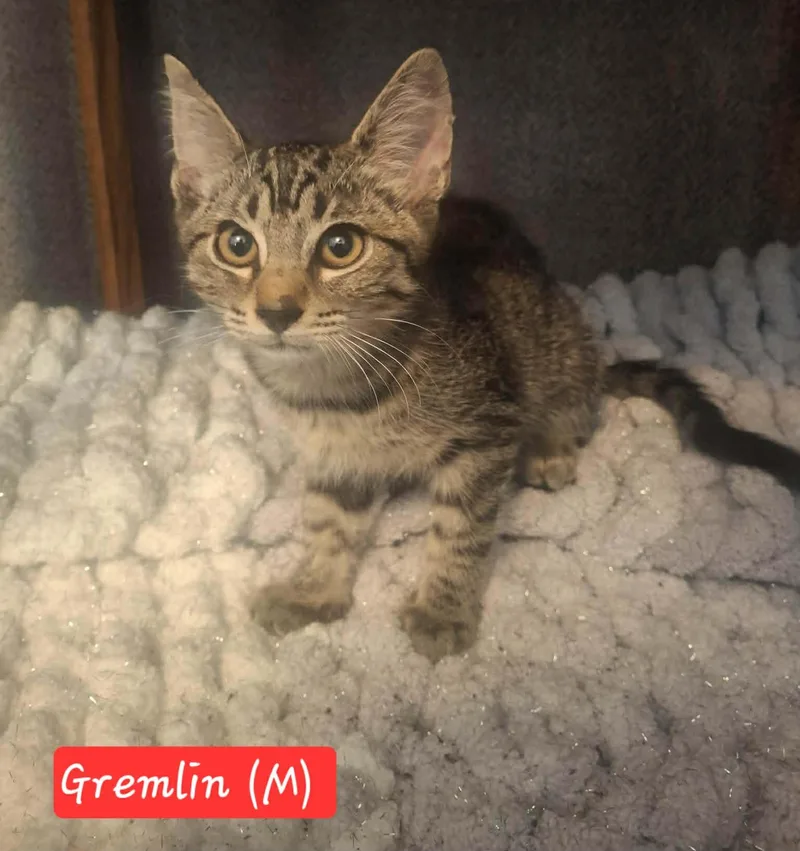 A baby medium-sized male Tabby (Brown / Chocolate) Domestic Short Hair cat named Gremlin for adoption in Ephrata, WA