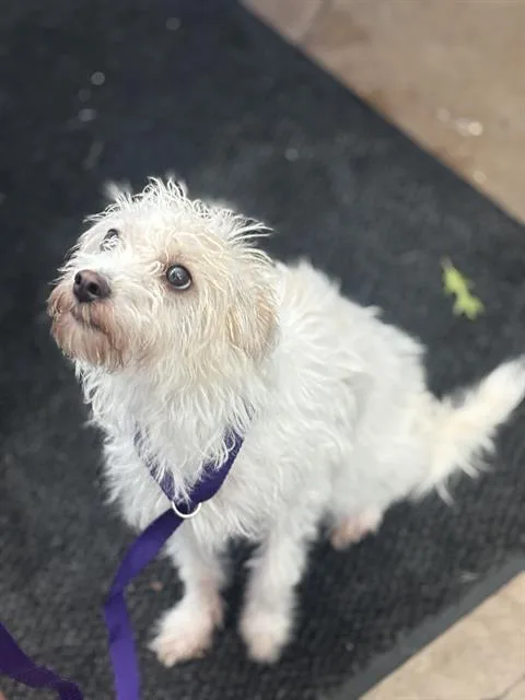 An adult medium-sized female Mixed Breed dog named Nova Region for adoption in Dallas, TX
