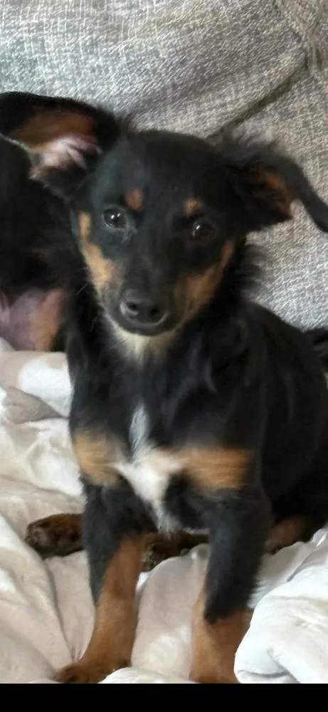 A baby small-sized female Miniature Pinscher dog named Leaf for adoption in San Diego, CA