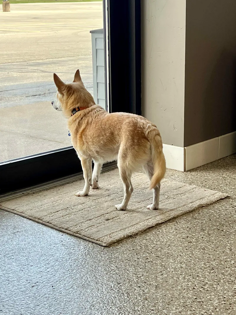 A senior small-sized male Chihuahua dog named Roscoe for adoption in De Pere, WI