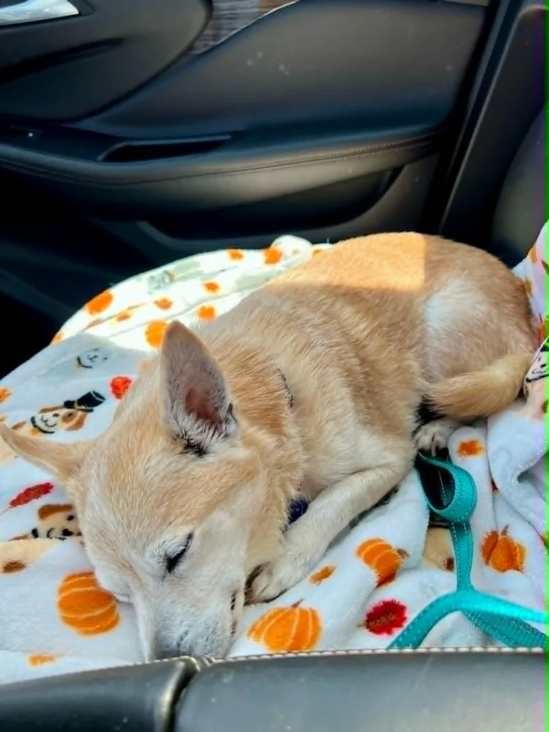 Roscoe thumbnail 2