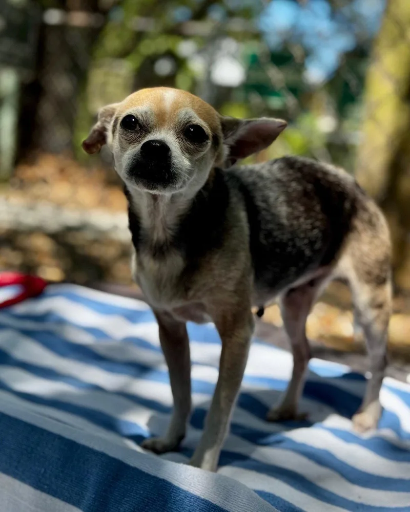 An adult medium-sized female Chihuahua dog named Colleen for adoption in Hilton Head Island, SC