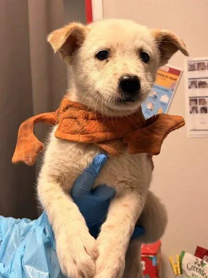 A baby small-sized male Cattle Dog dog named Jurassic Bart for adoption in Fresno, CA