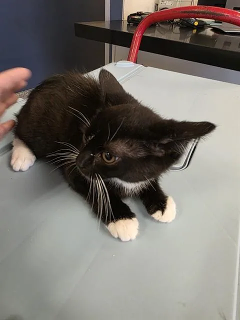 A baby small-sized male Domestic Short Hair cat named Paprika for adoption in Miami, FL