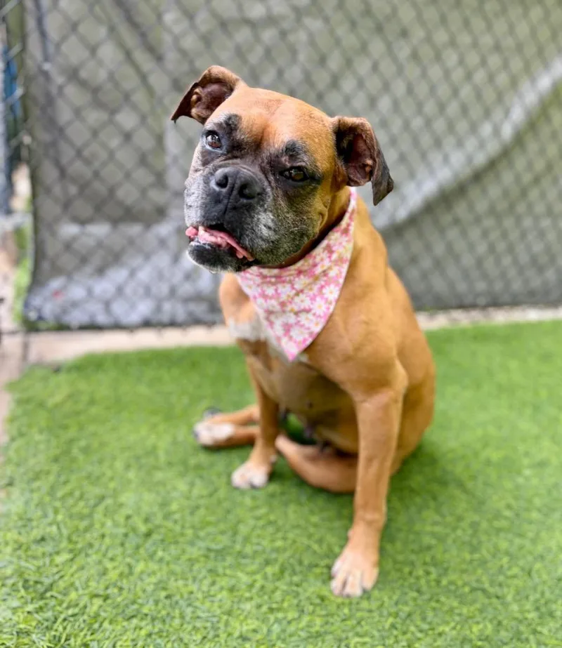 A senior large-sized female Boxer dog named Blanche for adoption in Ellijay, GA