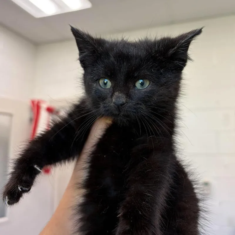 A baby small-sized male Black Domestic Short Hair cat named Milkway for adoption in Rocky Mount, VA