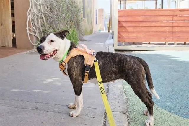 Tuna Mayo thumbnail 3