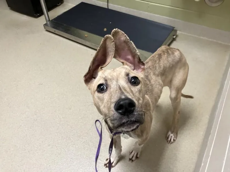 A young small-sized male Pit Bull Terrier dog named Sequoia for adoption in Chapel Hill, NC