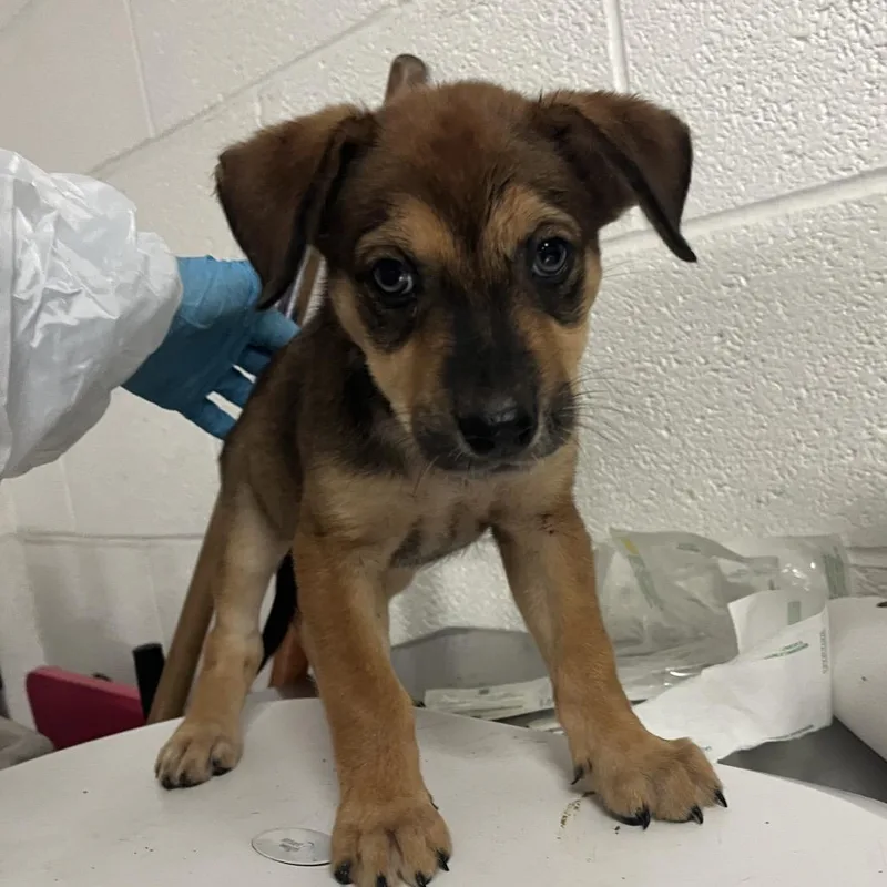 A baby small-sized female Brown / Chocolate Shepherd dog named Honda for adoption in Edinburg, TX