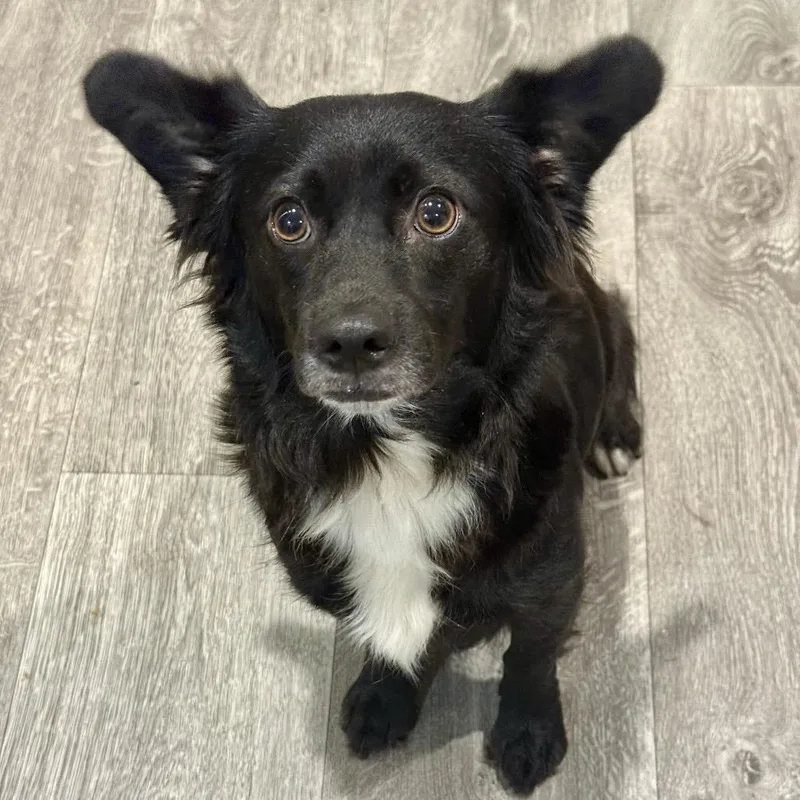 An adult small-sized female Black Australian Shepherd dog named Novalie for adoption in Livingston, TX