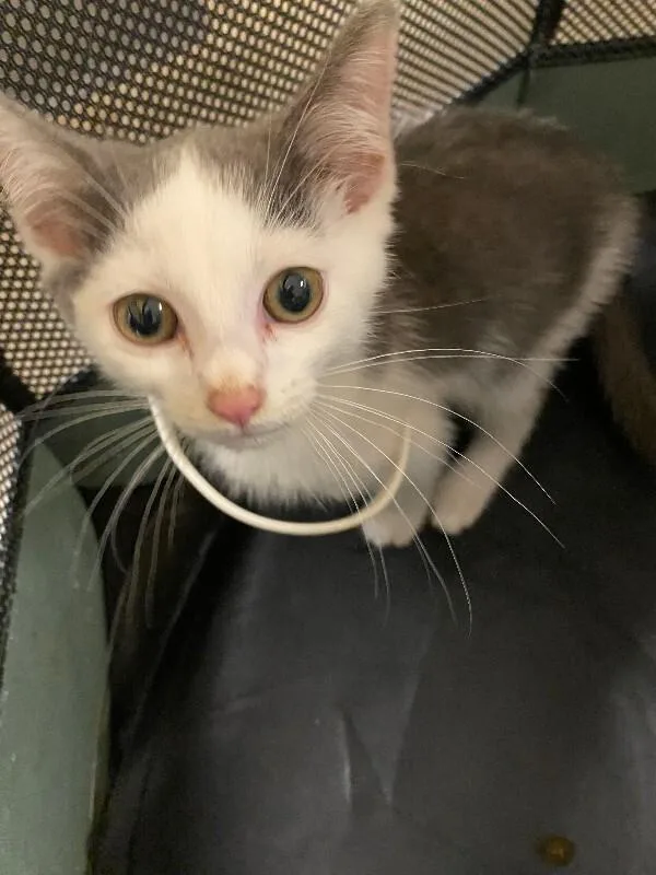 A young small-sized male White Domestic Short Hair cat named Luffy for adoption in Cincinnati, OH