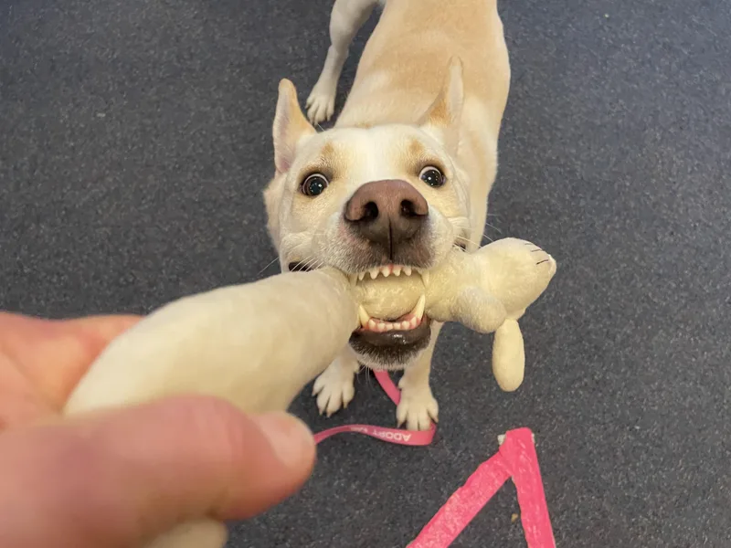 An adult medium-sized male Apricot / Beige Mixed Breed dog named Neo for adoption in Saratoga Springs, NY