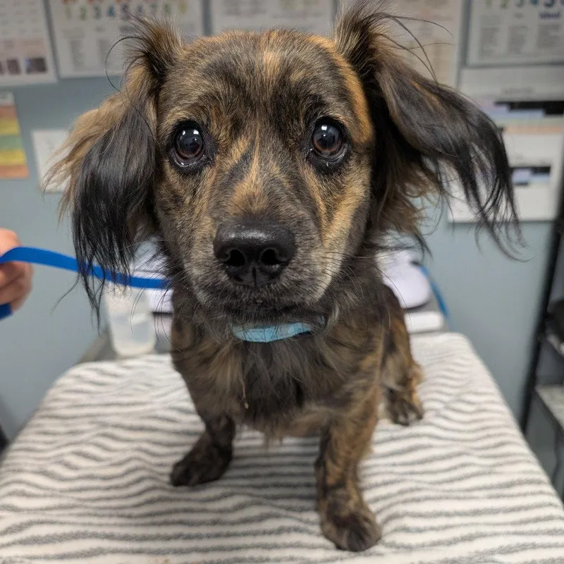 An adult medium-sized male Chihuahua dog named Muffin for adoption in New Castle, DE