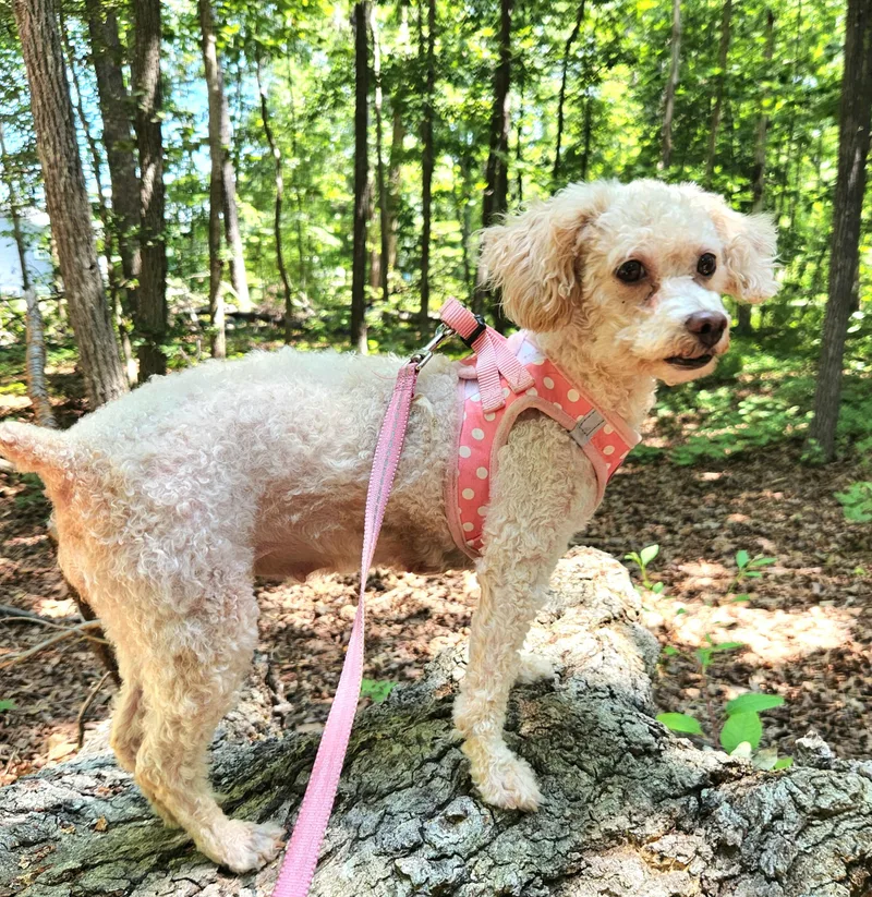 An adult small-sized female Miniature Poodle dog named Apple for adoption in Pelzer, SC