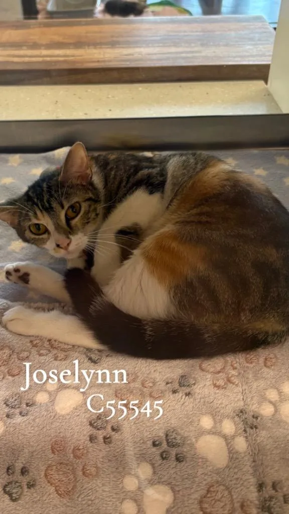 A young medium-sized female Domestic Short Hair cat named Joselynn for adoption in Clarksville, TN